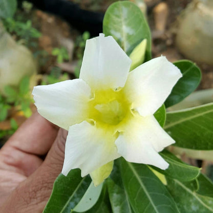  Vivacious Yellow Adenium Plant