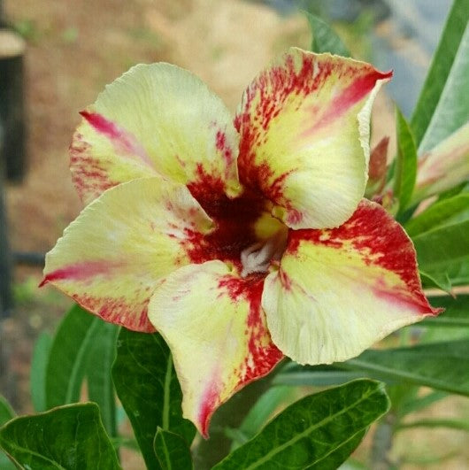  Twinkling Bloom Adenium Plant