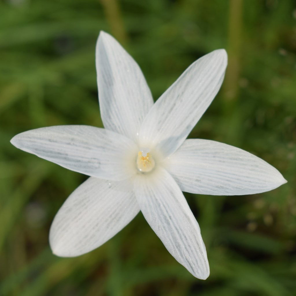  Rain Lily 'San Carlos' (Bulbs)