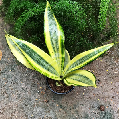  Sansevieria Trifasciata Gold Dust Plant