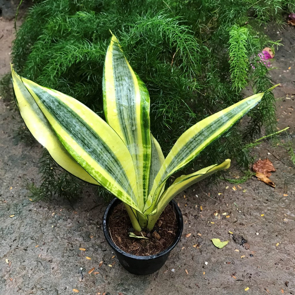  Sansevieria Trifasciata Gold Dust Plant
