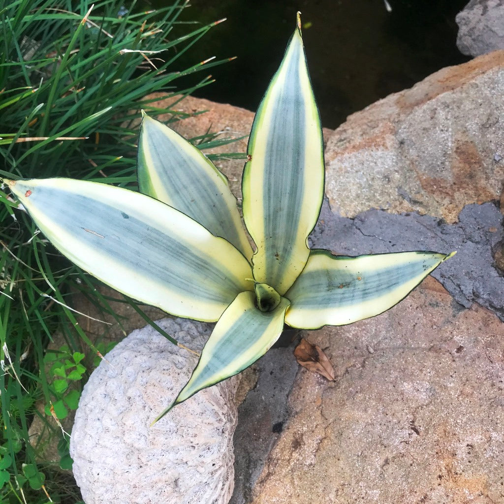  Sansevieria Ghost Plant