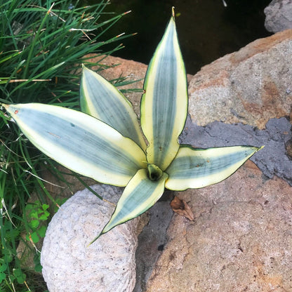  Sansevieria Ghost Plant