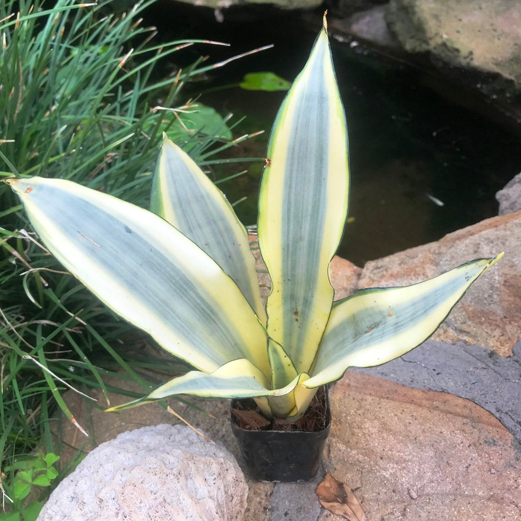  Sansevieria Ghost Plant