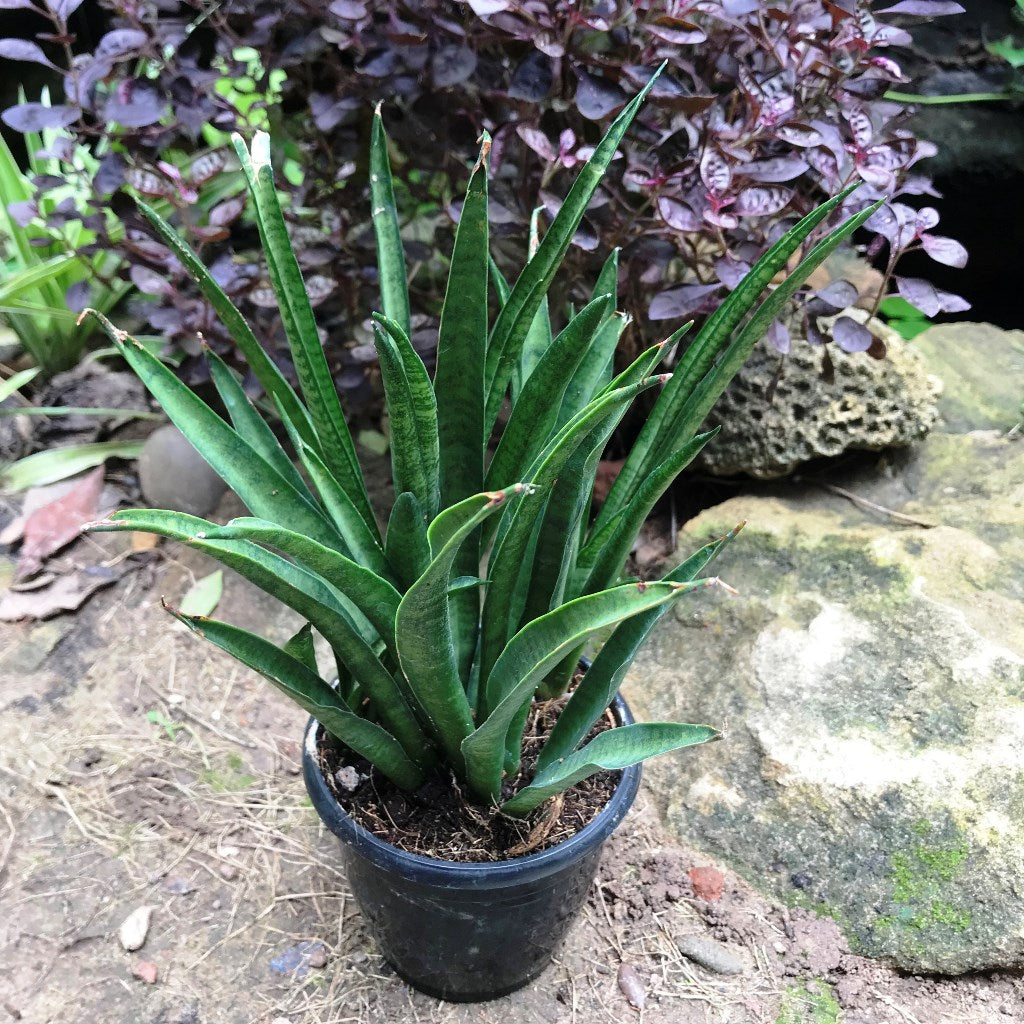  Sansevieria Hybrida Lilliput Plant