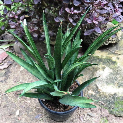  Sansevieria Hybrida Lilliput Plant