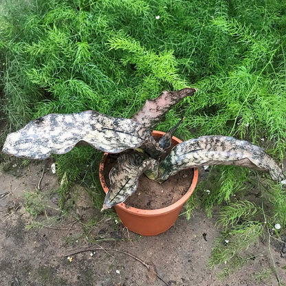  Sansevieria Star Canyon Granite Plant