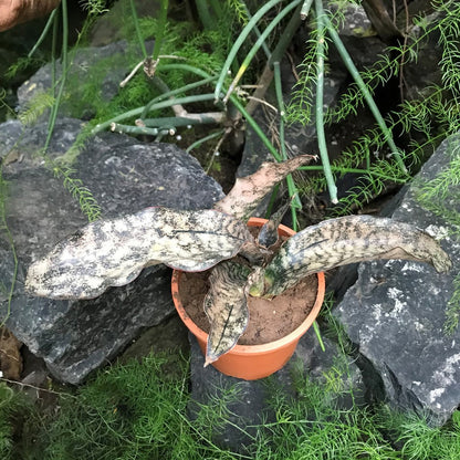  Sansevieria Star Canyon Granite Plant