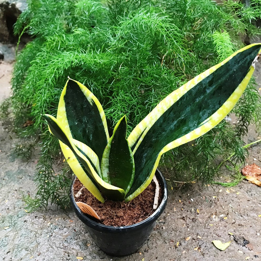  Sansevieria Trifasciata Black Gold Compacta Plant