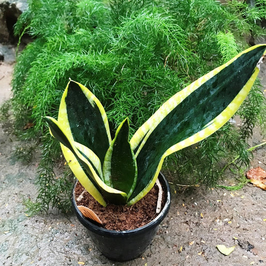  Sansevieria Trifasciata Black Gold Compacta Plant