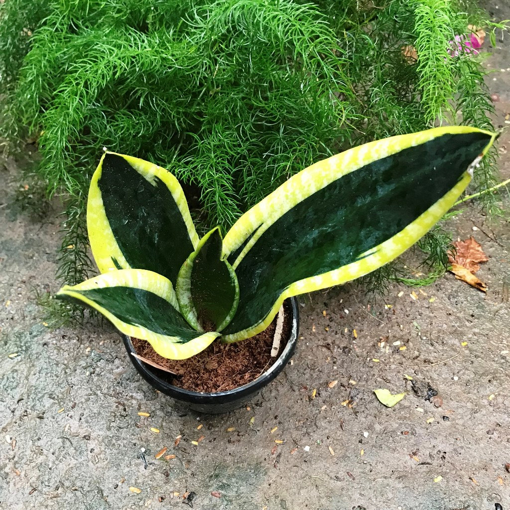  Sansevieria Trifasciata Black Gold Compacta Plant