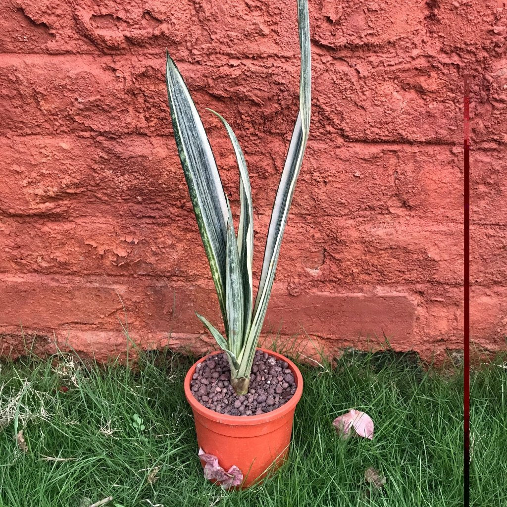  Sansevieria Bantel's Sensation Plant