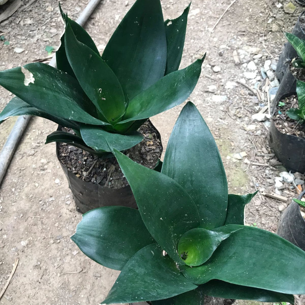  Sansevieria Black Dragon Plant