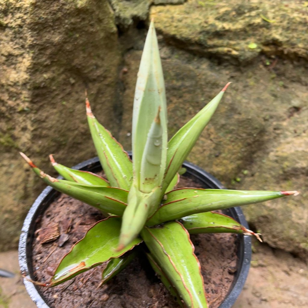  Sansevieria Chao Praya Plant