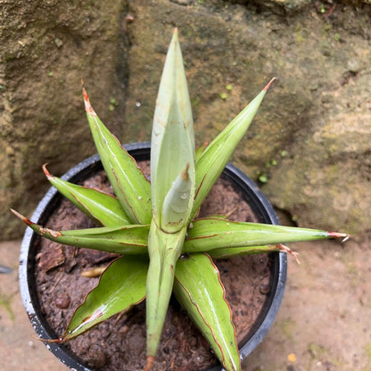  Sansevieria Chao Praya Plant