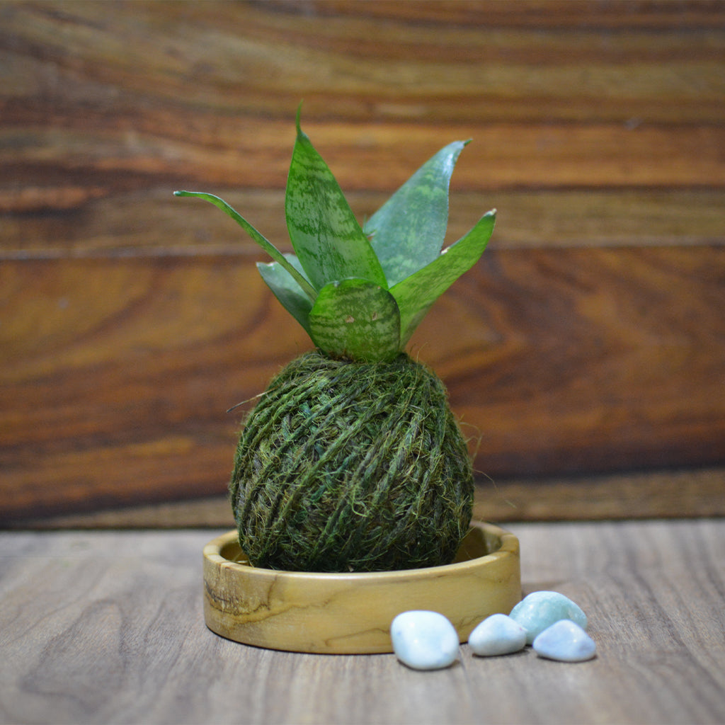  Kokedama Moss Ball Sansevieria Hahnii Plant