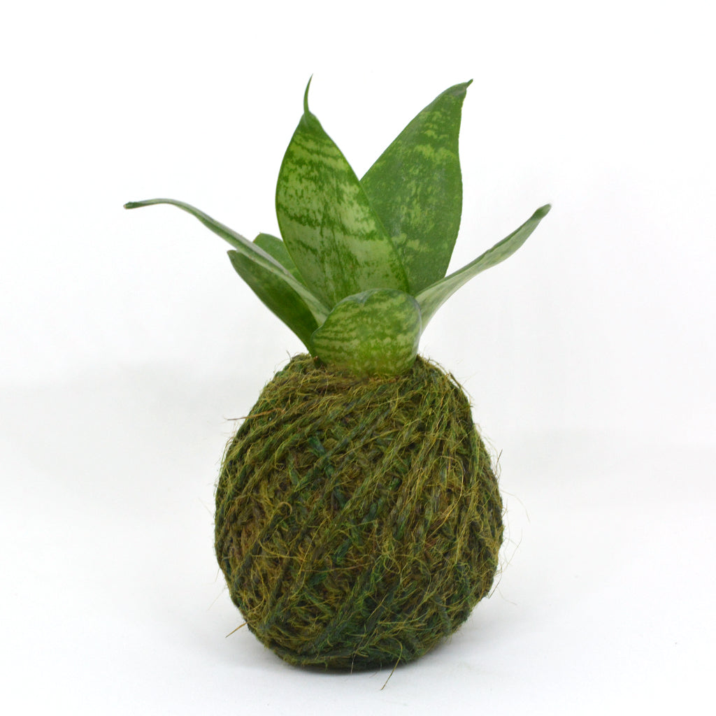  Kokedama Moss Ball Sansevieria Hahnii Plant
