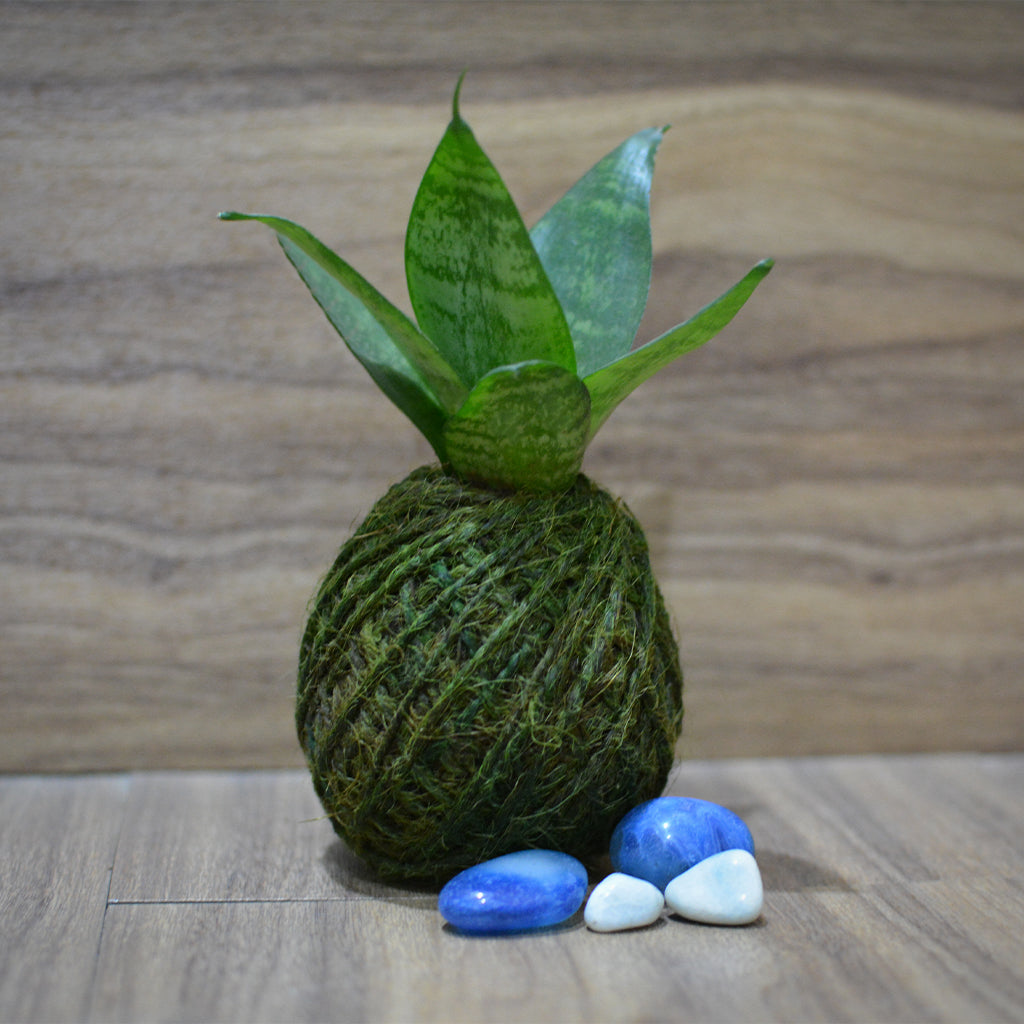  Kokedama Moss Ball Sansevieria Hahnii Plant