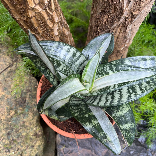  Sansevieria Hahnii ‘Silver Streaker’ Plant