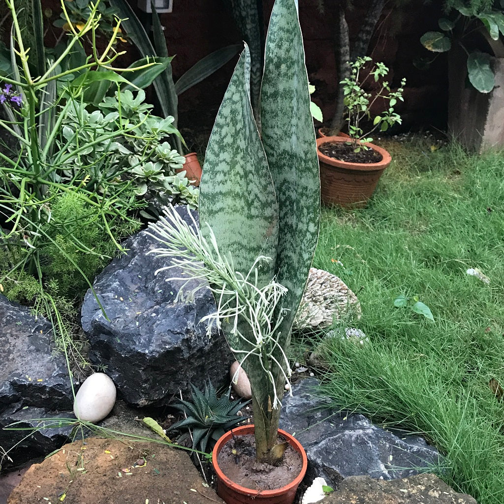  Sansevieria Kirkii Pulchra Plant