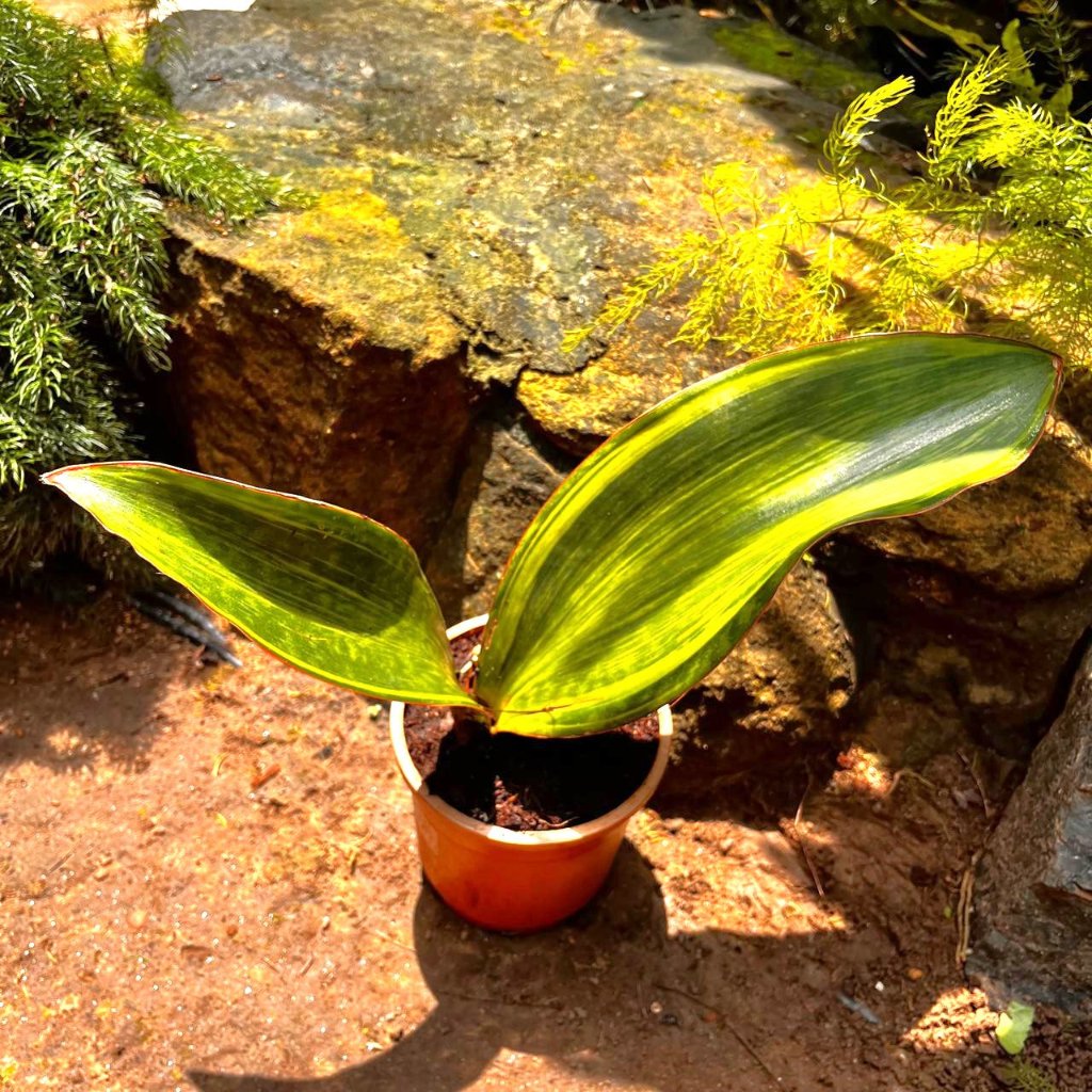  Sansevieria Masoniana Variegated Plant