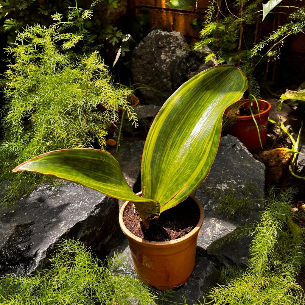  Sansevieria Masoniana Variegated Plant