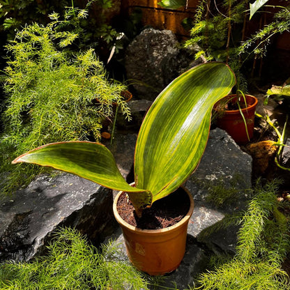  Sansevieria Masoniana Variegated Plant