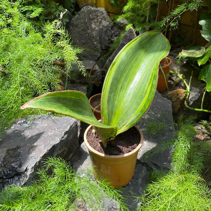  Sansevieria Masoniana Variegated Plant