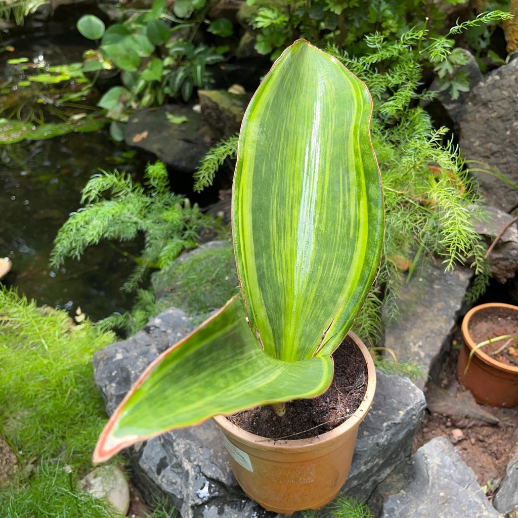  Sansevieria Masoniana Variegated Plant