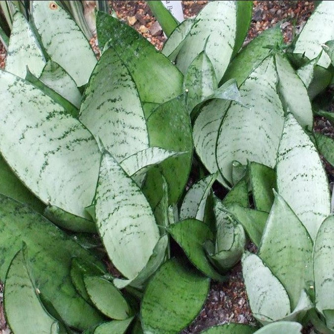  Sansevieria Trifasciata Silver Hahnii Plant