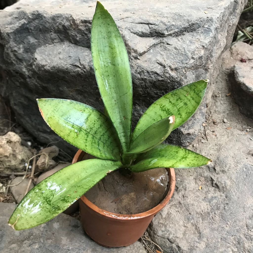  Sansevieria Trifasciata Silver Hahnii Plant