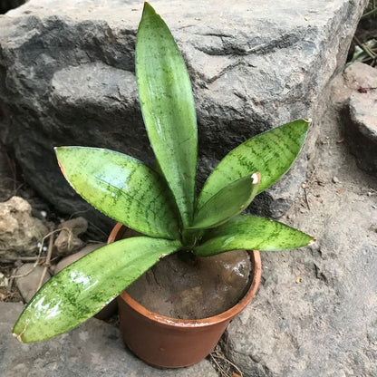  Sansevieria Trifasciata Silver Hahnii Plant