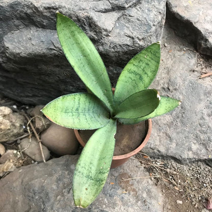  Sansevieria Trifasciata Silver Hahnii Plant