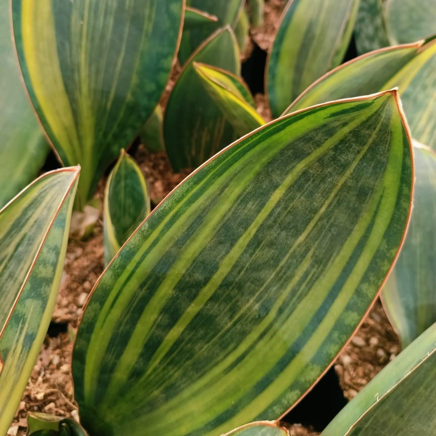  Sansevieria Masoniana Variegated Plant