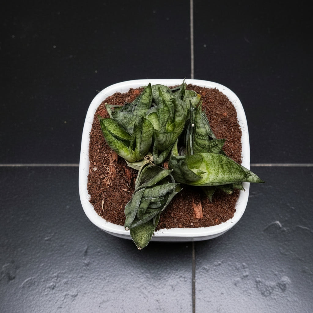  Sansevieria 'Mini Boncel' Plant
