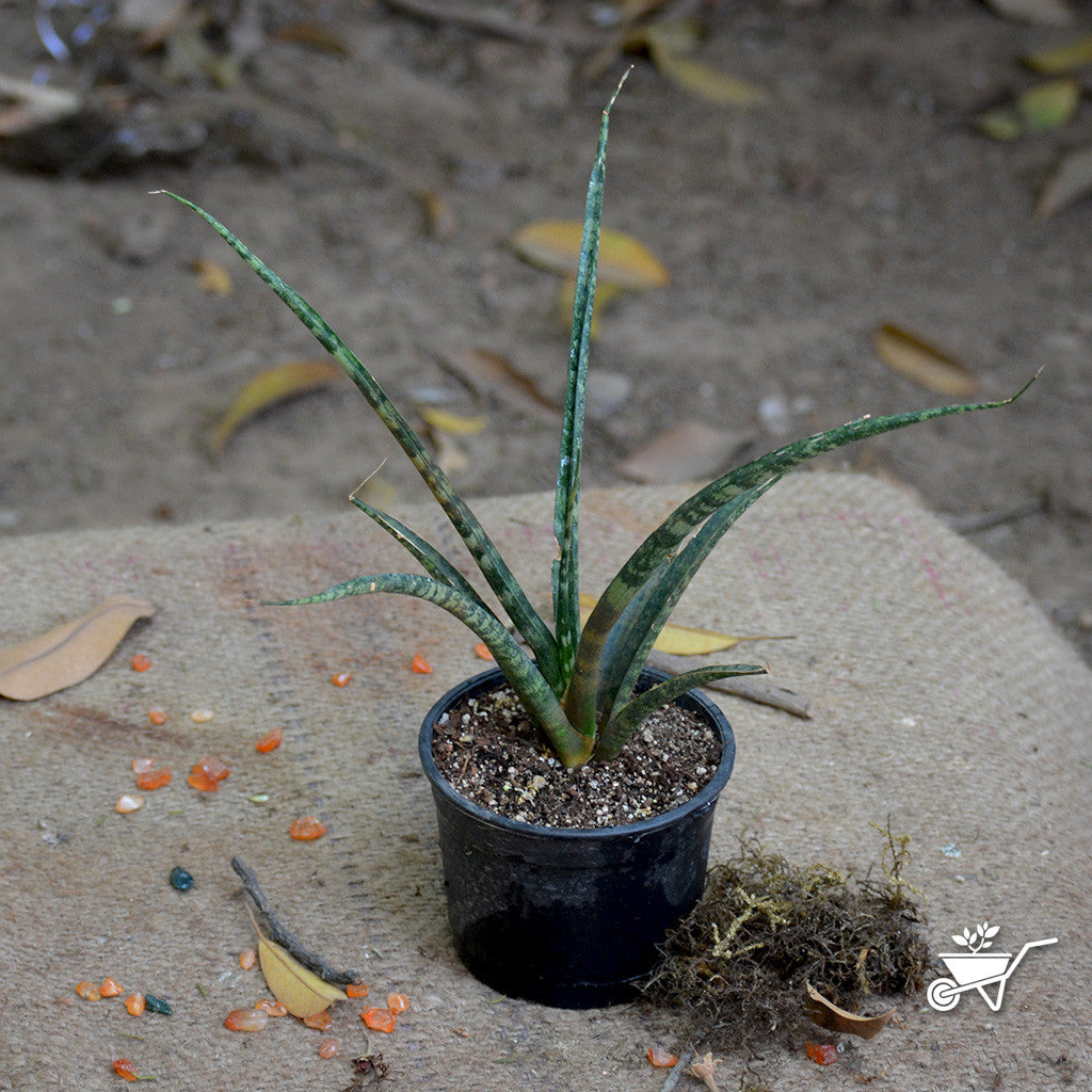  Sansevieria Bacularis Plant