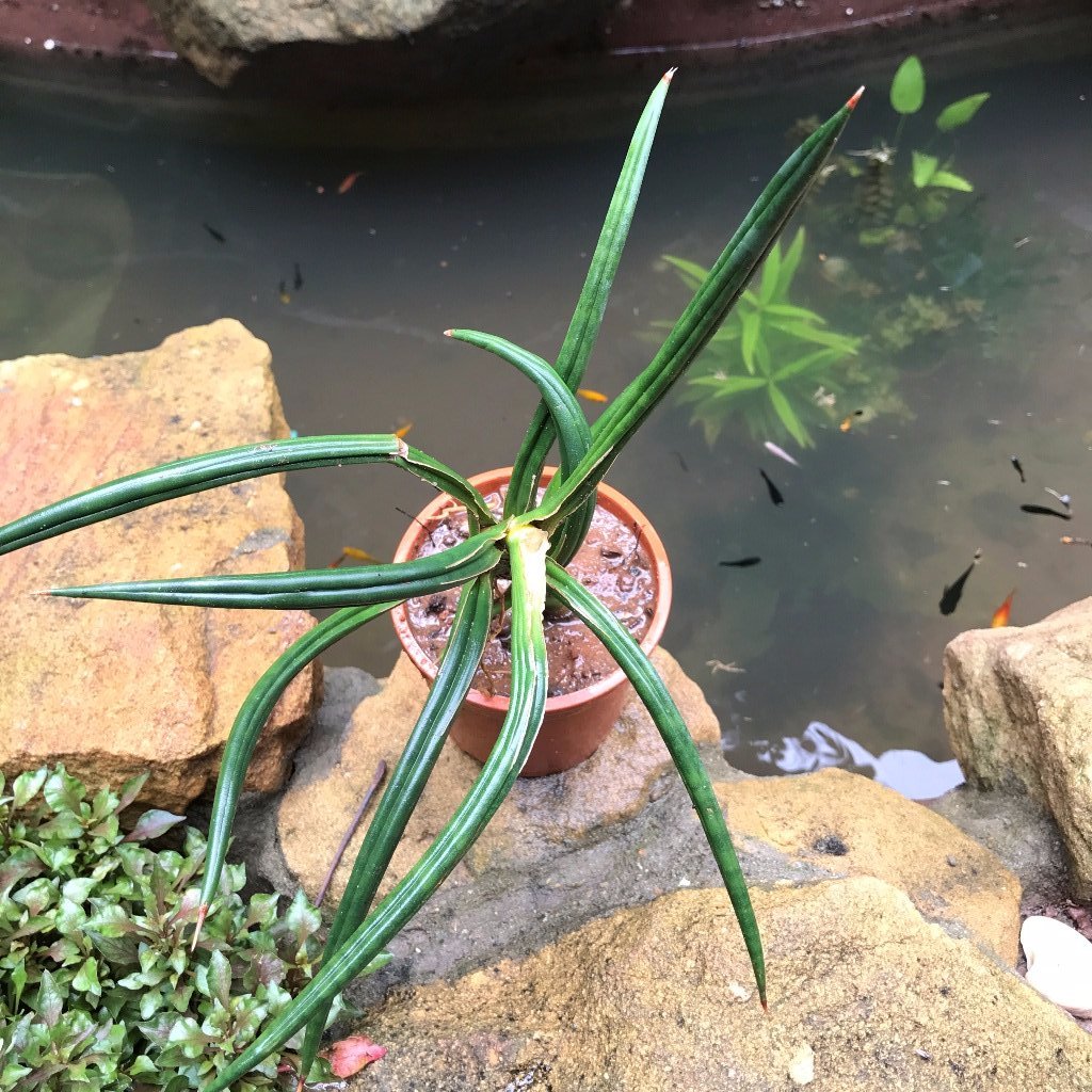  Sansevieria Ballyi Plant