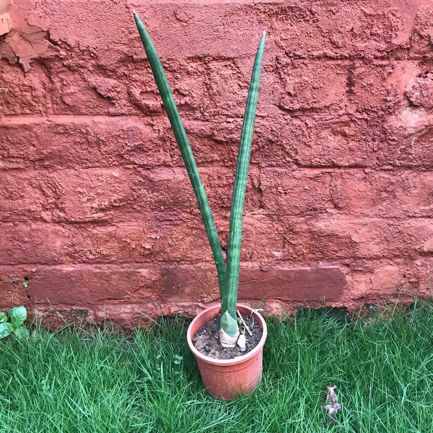  Sansevieria Cylindrica Plant