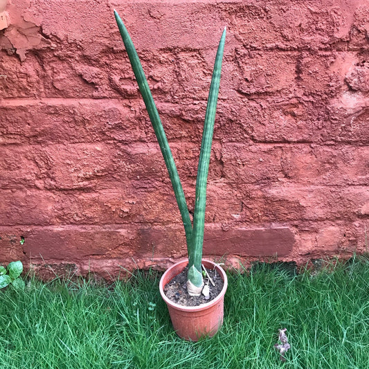  Sansevieria Cylindrica Plant