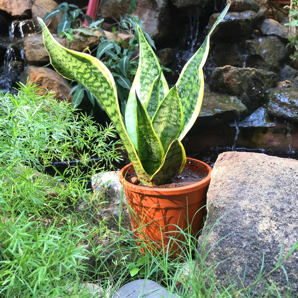  Sansevieria Futura Superba Plant