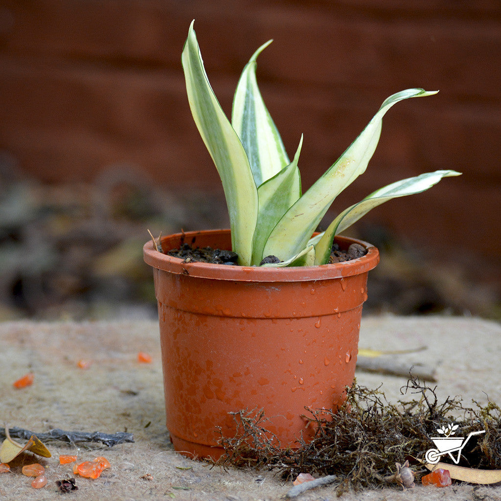  Sansevieria Golden Hehnii Plant