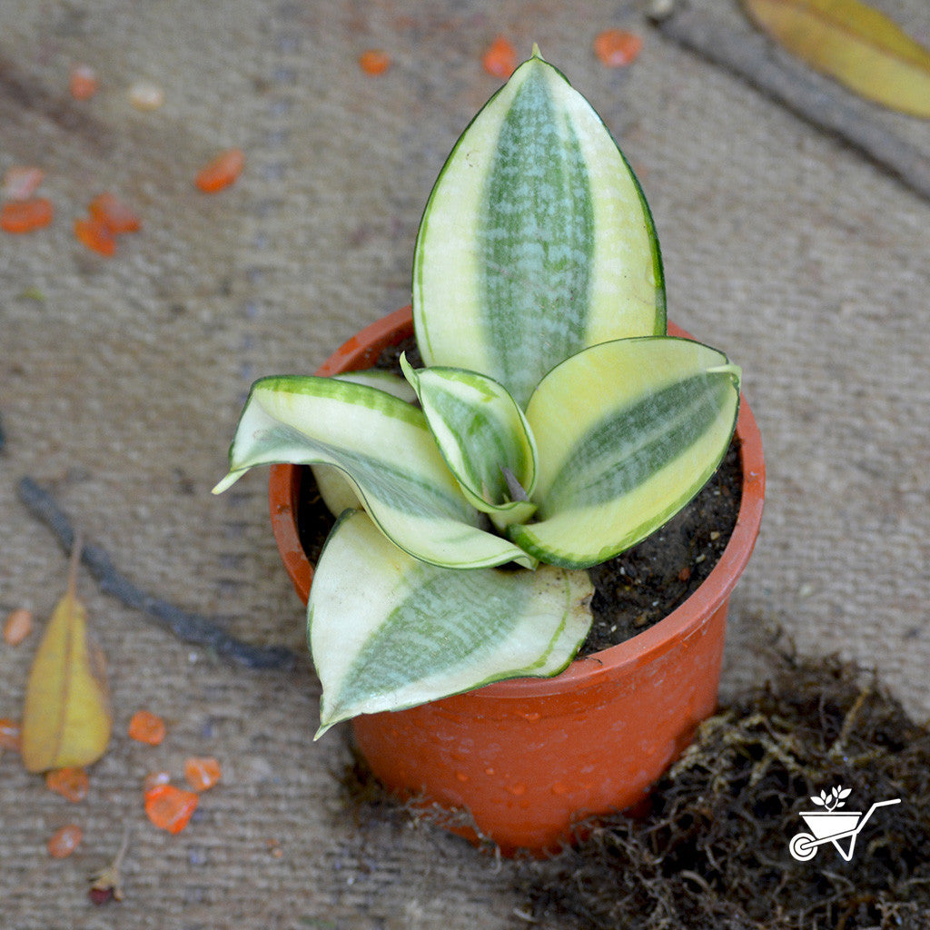  Sansevieria Golden Hehnii Plant