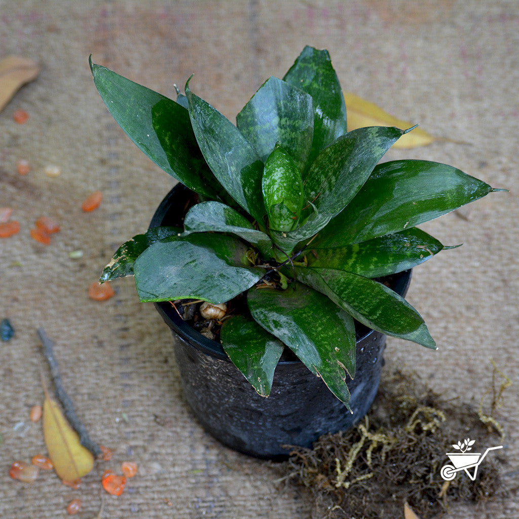  Sansevieria Hahnii Plant