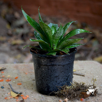  Sansevieria Hahnii Plant
