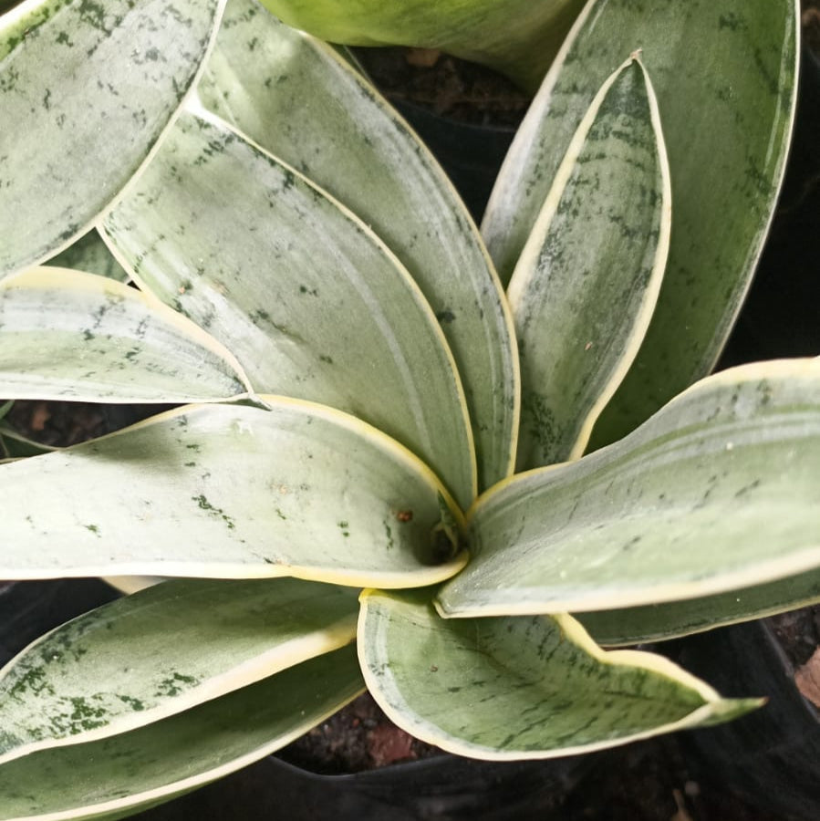  Sansevieria Hahnii Silver Marginata Plant