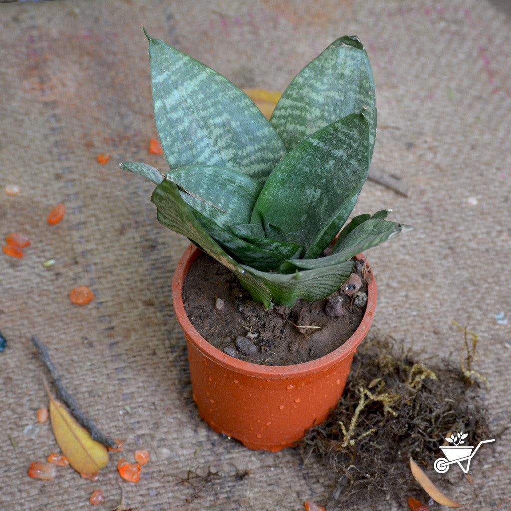  Sansevieria Hahnii Varigated Plant