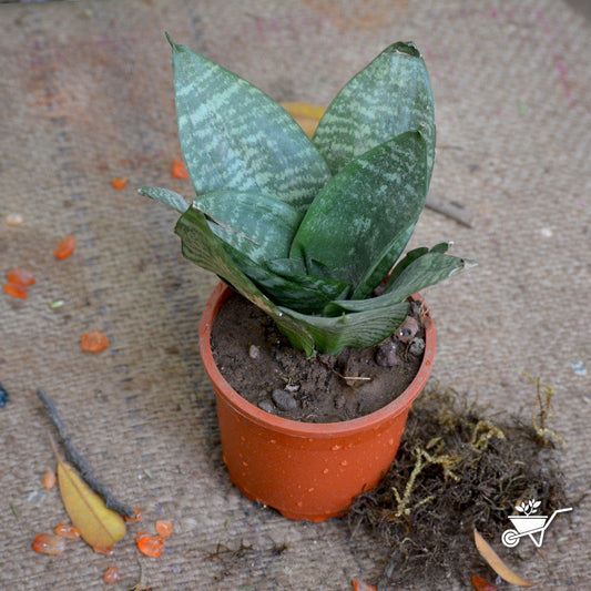  Sansevieria Hahnii Varigated Plant