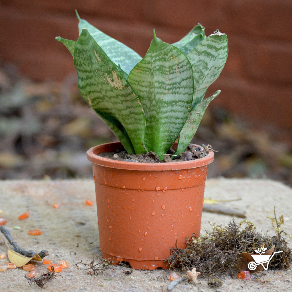  Sansevieria Hahnii Varigated Plant