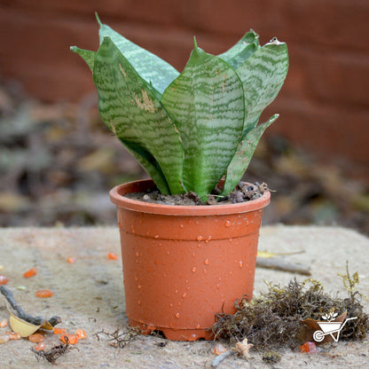  Sansevieria Hahnii Varigated Plant