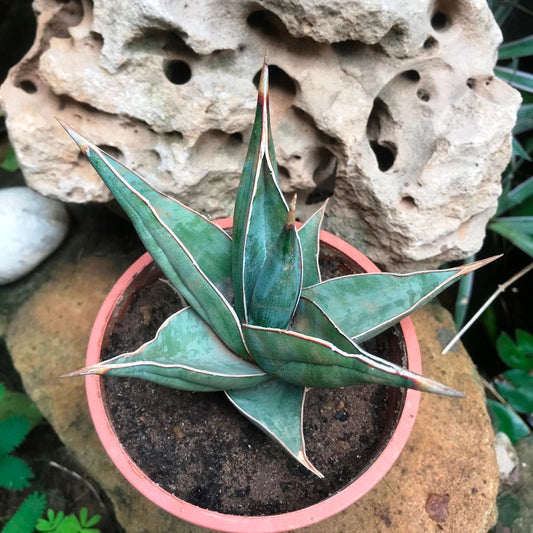  Sansevieria Pinguicula Plant